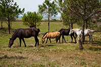 tasación agrícola